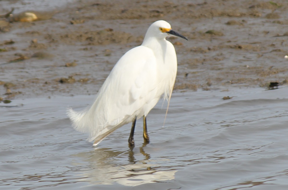 Snowy Egret - ML35075481