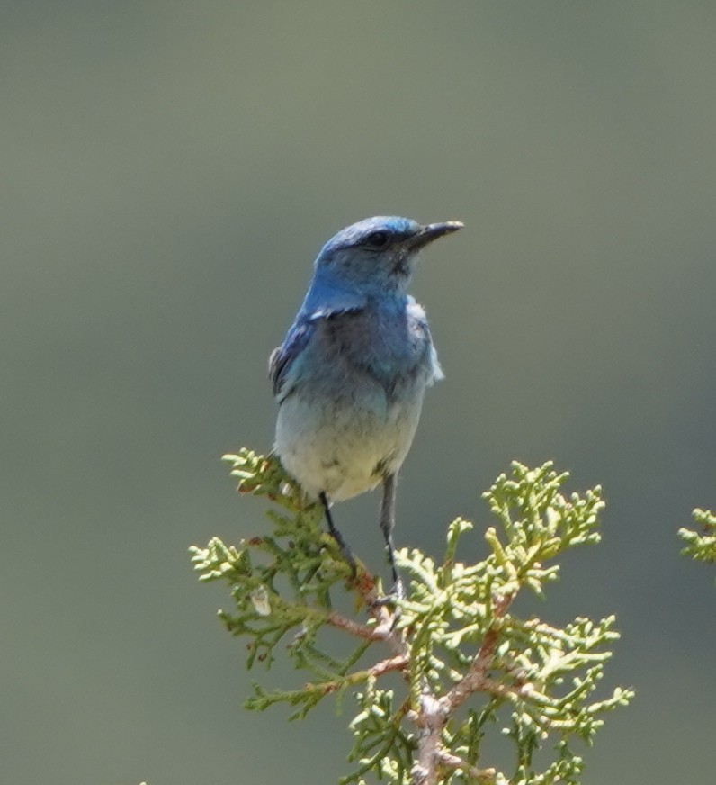 Mountain Bluebird - ML350755921