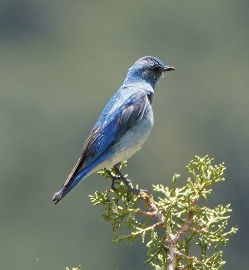 Mountain Bluebird - ML350755971