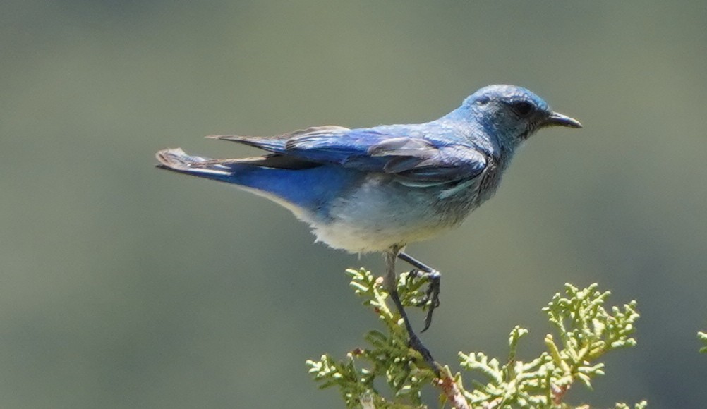 Mountain Bluebird - ML350756031