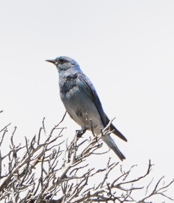 Mountain Bluebird - ML350756061