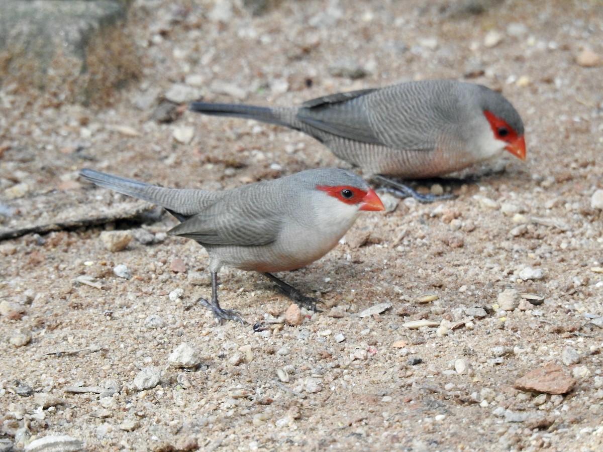 Common Waxbill - Clarisse Odebrecht