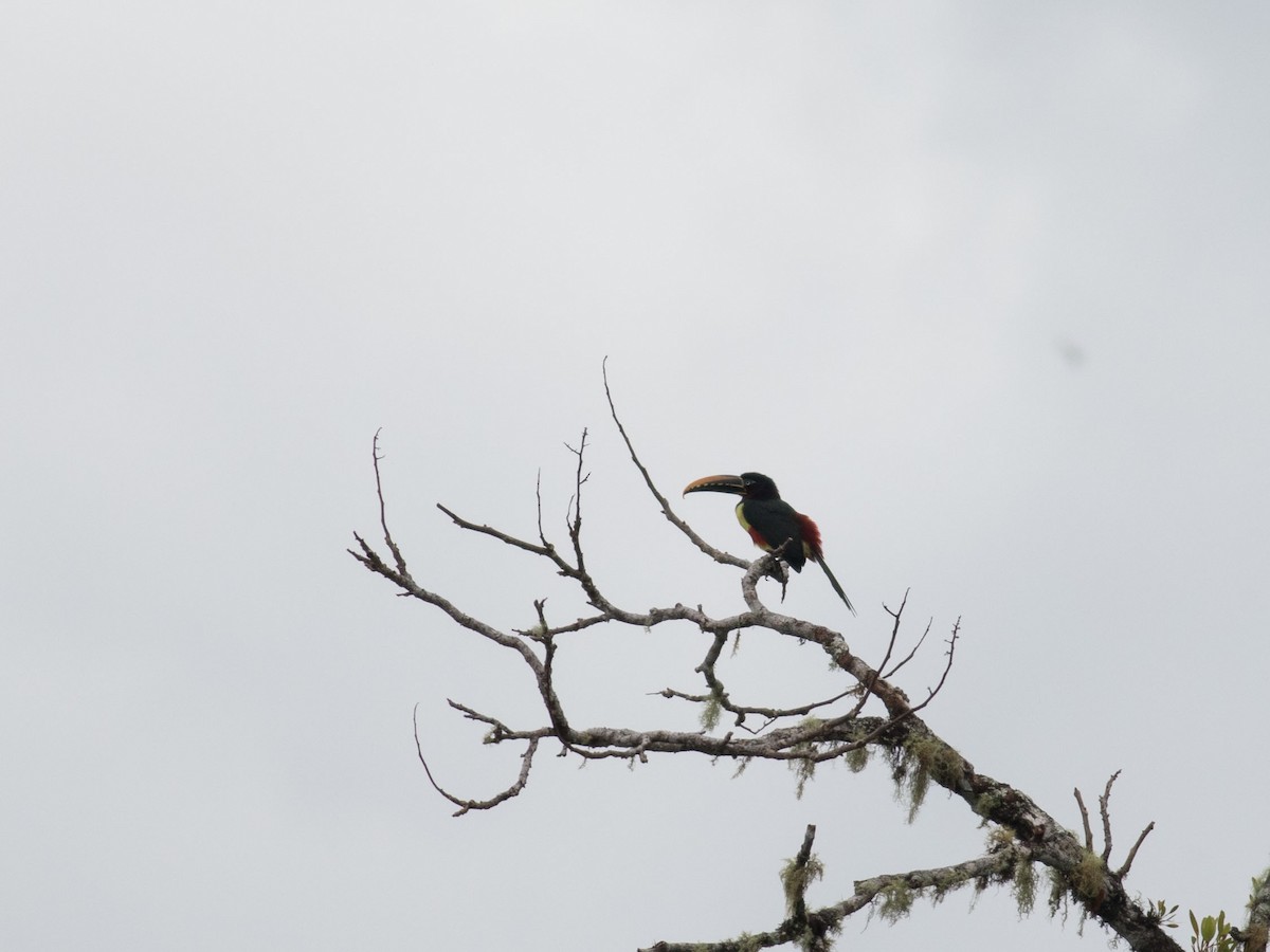 Chestnut-eared Aracari - ML35075831