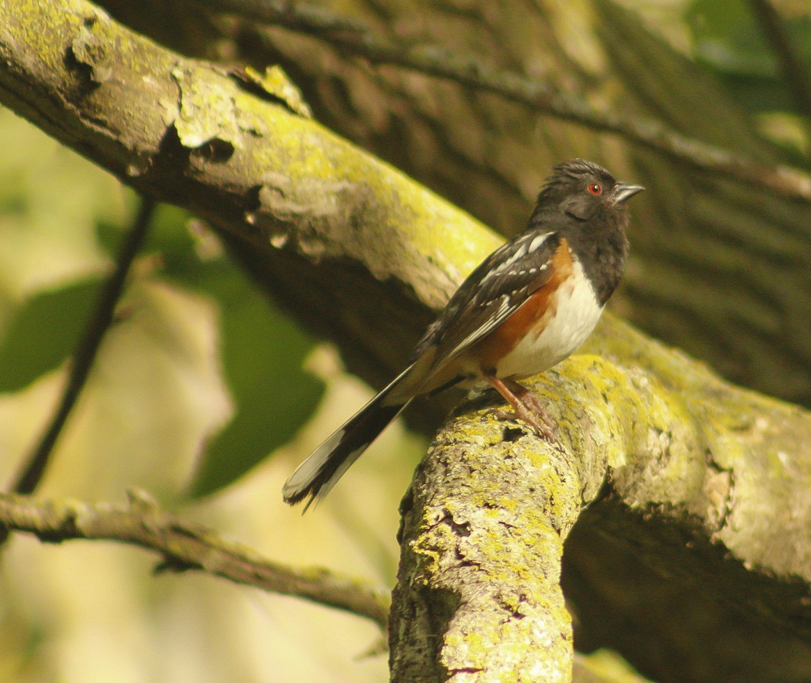 Spotted Towhee - ML350758461