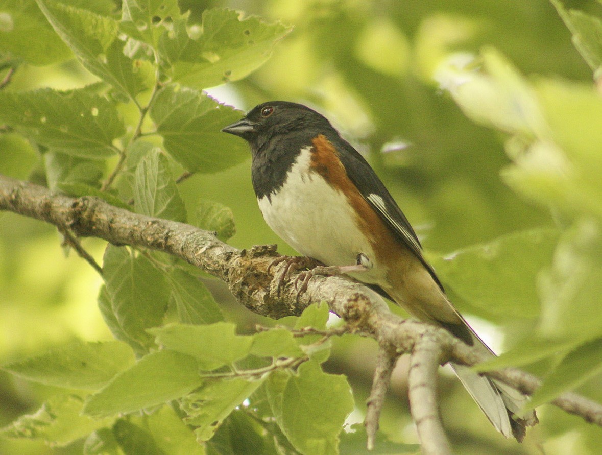 Eastern Towhee - ML350758591