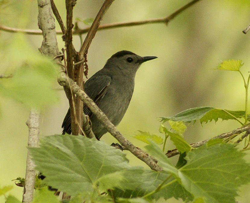 Gray Catbird - ML350758681