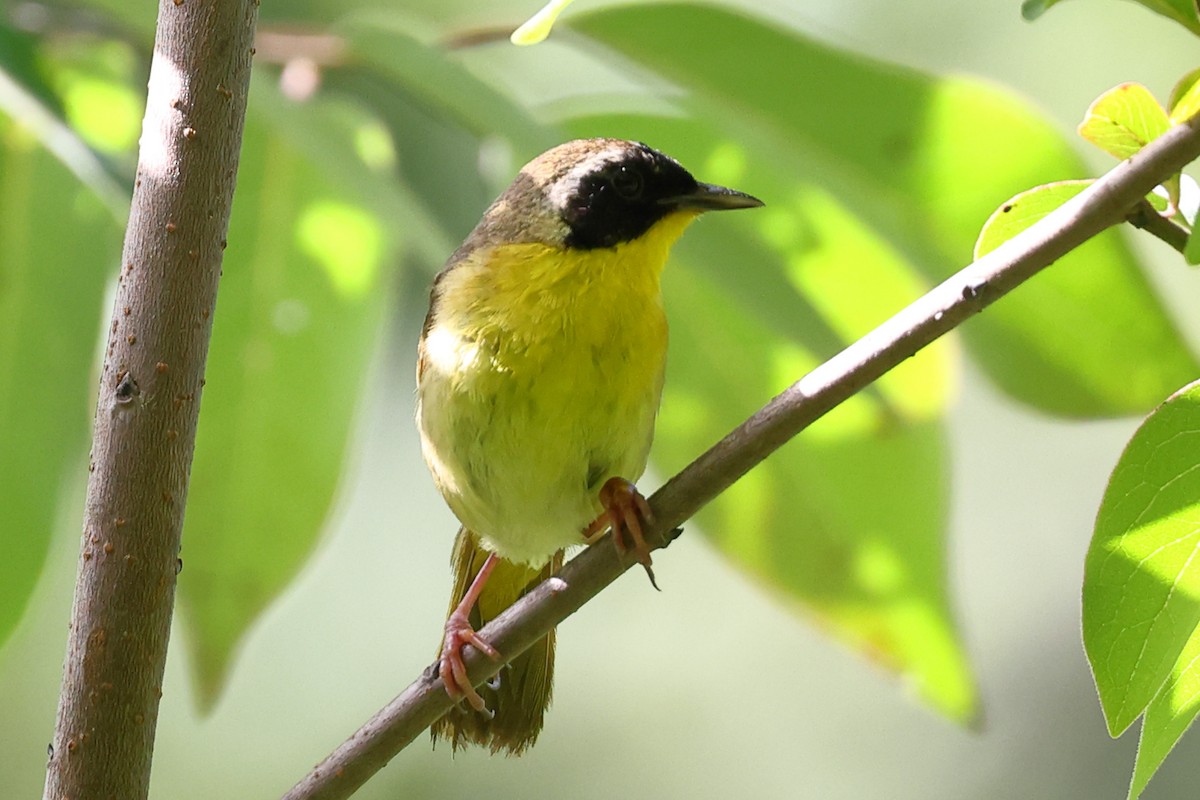 Common Yellowthroat - ML350760211