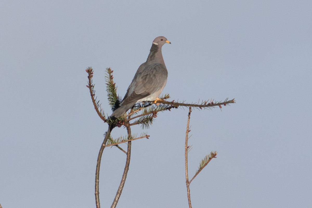 Band-tailed Pigeon - ML350760231