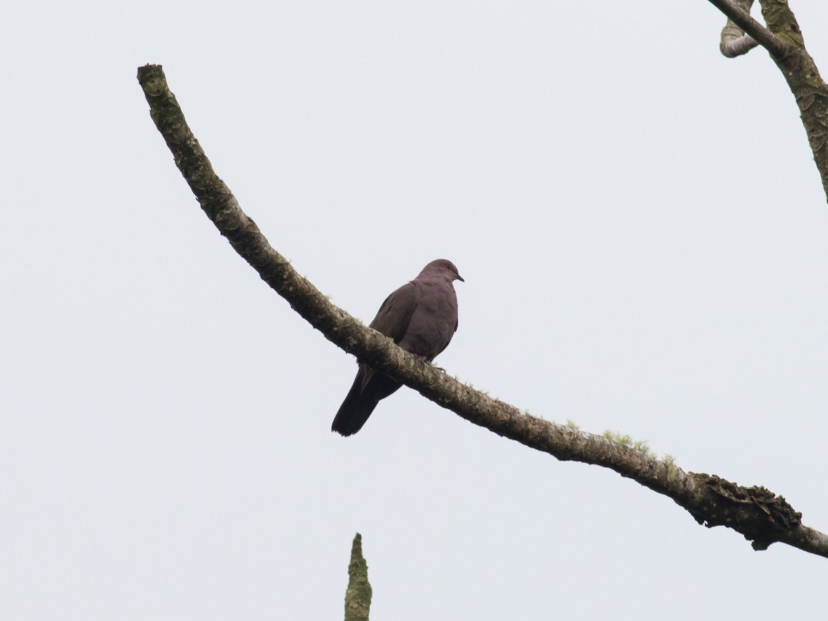 Plumbeous Pigeon - ML35076091