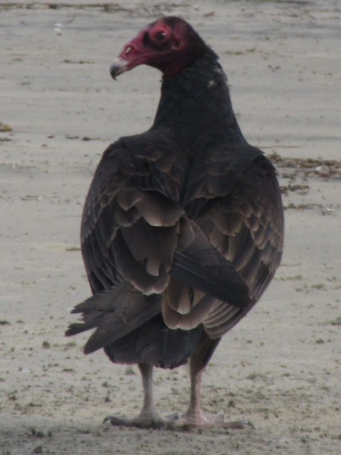 Turkey Vulture - The Kingbirder
