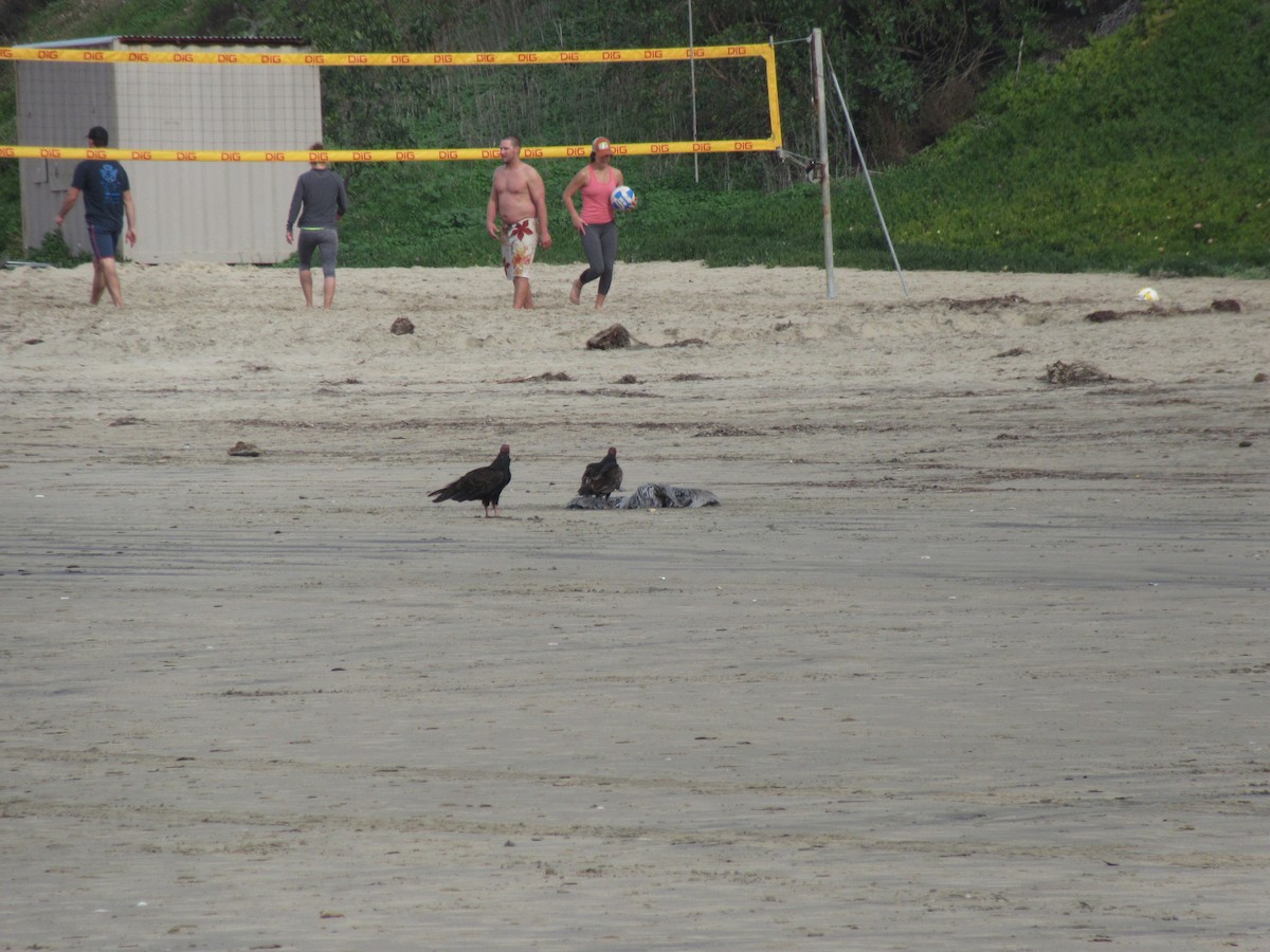 Turkey Vulture - ML350761291