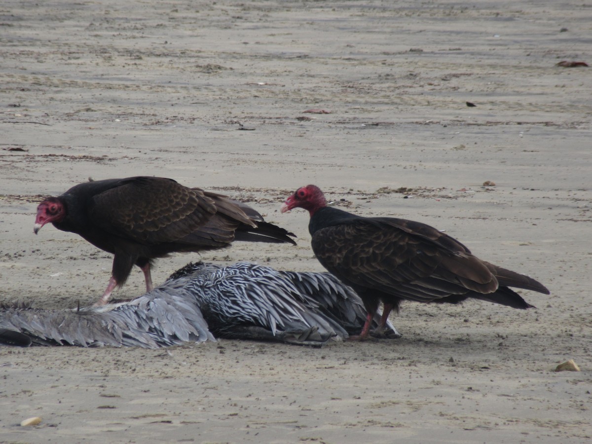 Turkey Vulture - ML350761301