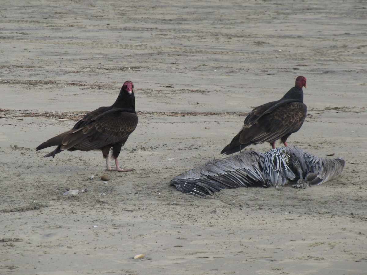 Turkey Vulture - ML350761321