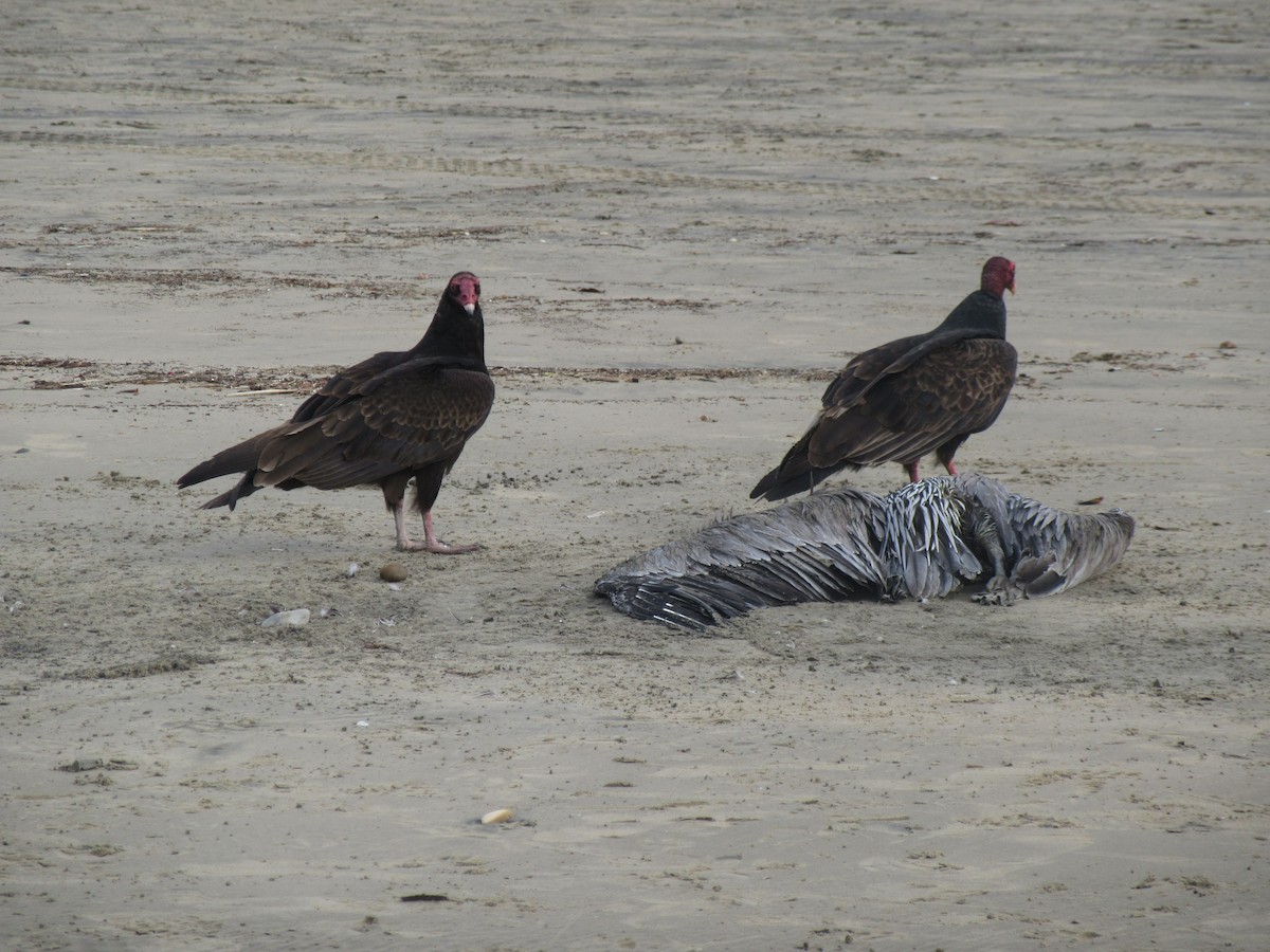 Turkey Vulture - ML350761561