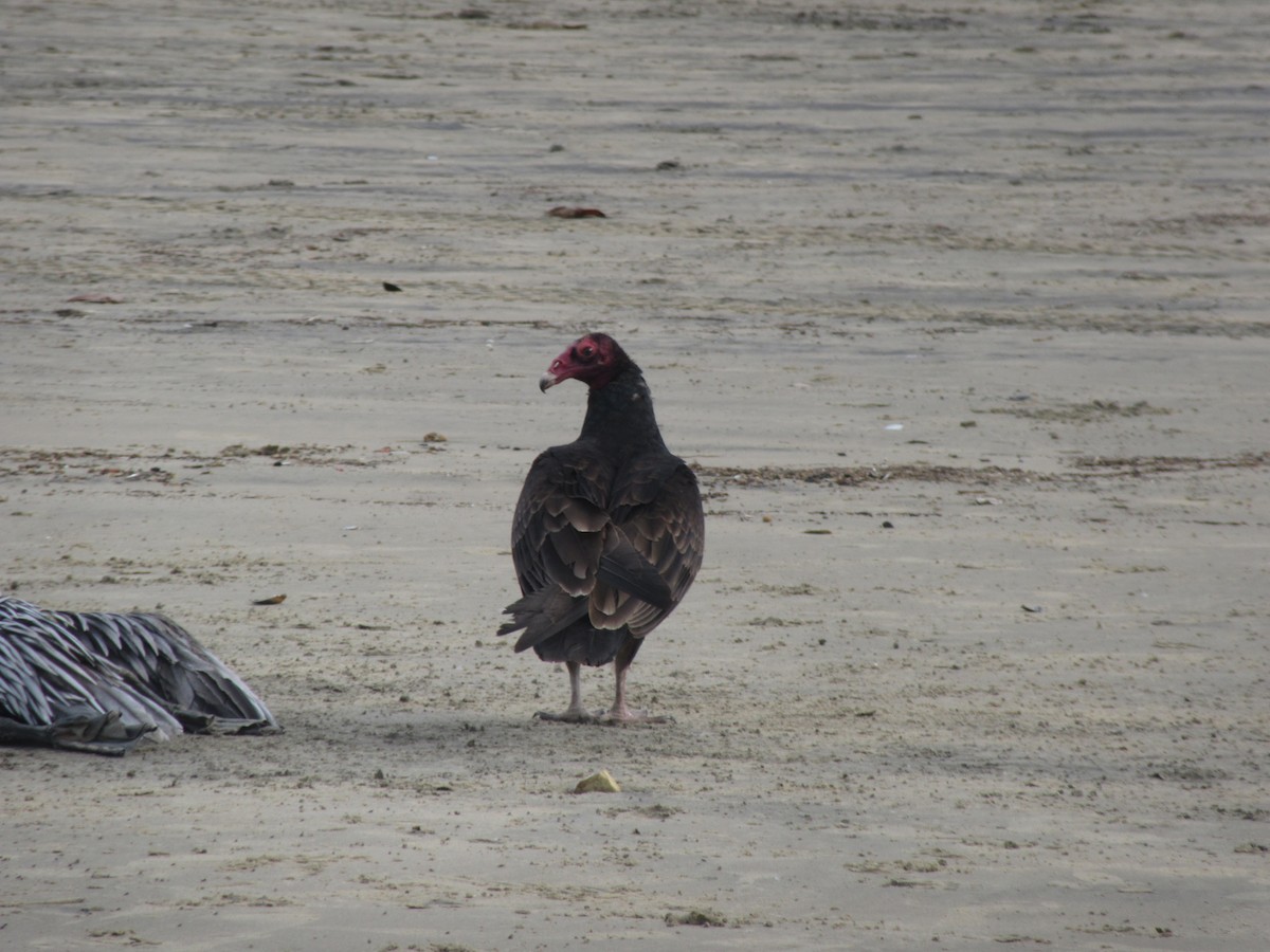 Turkey Vulture - ML350761601