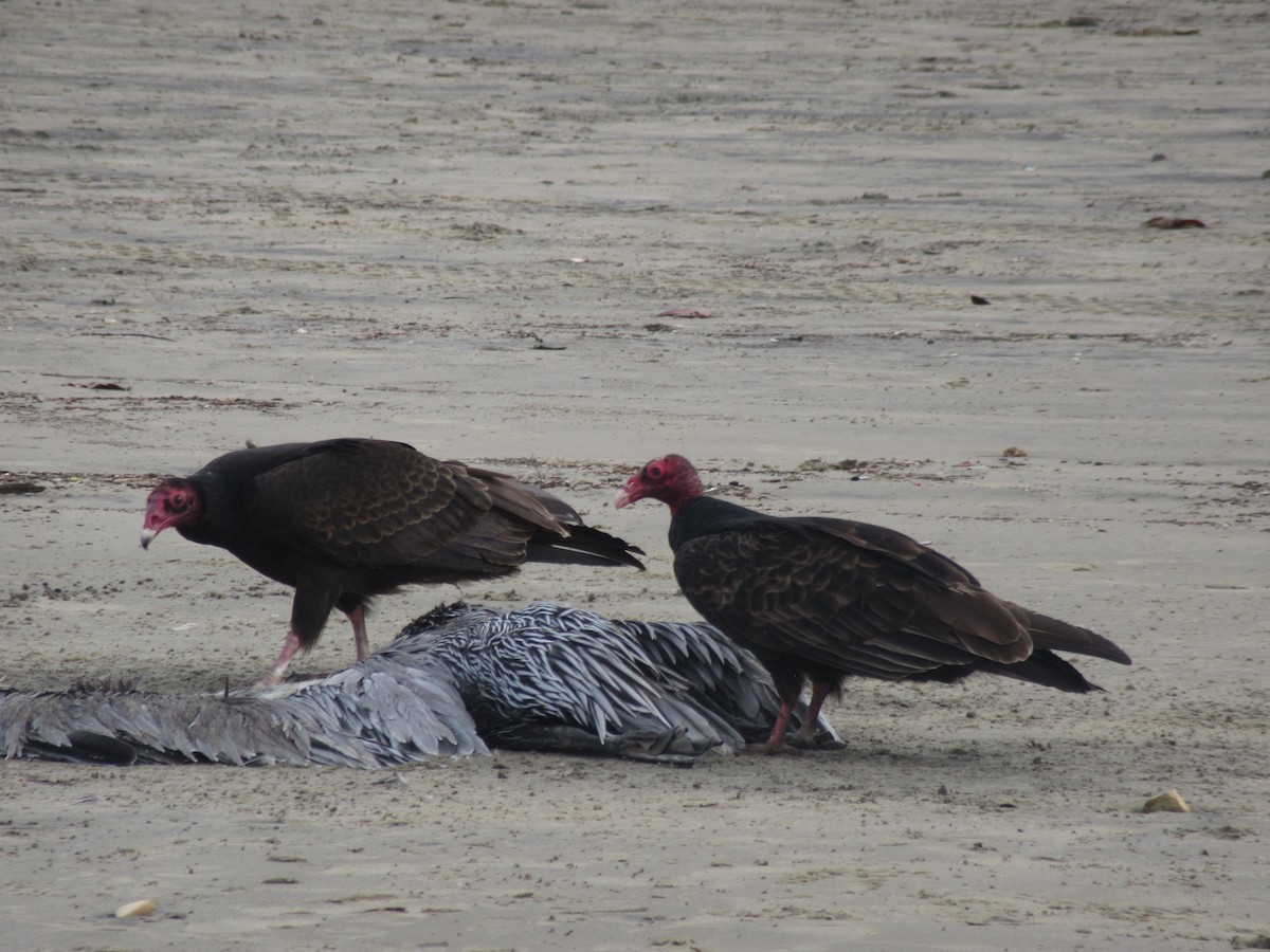 Turkey Vulture - The Kingbirder