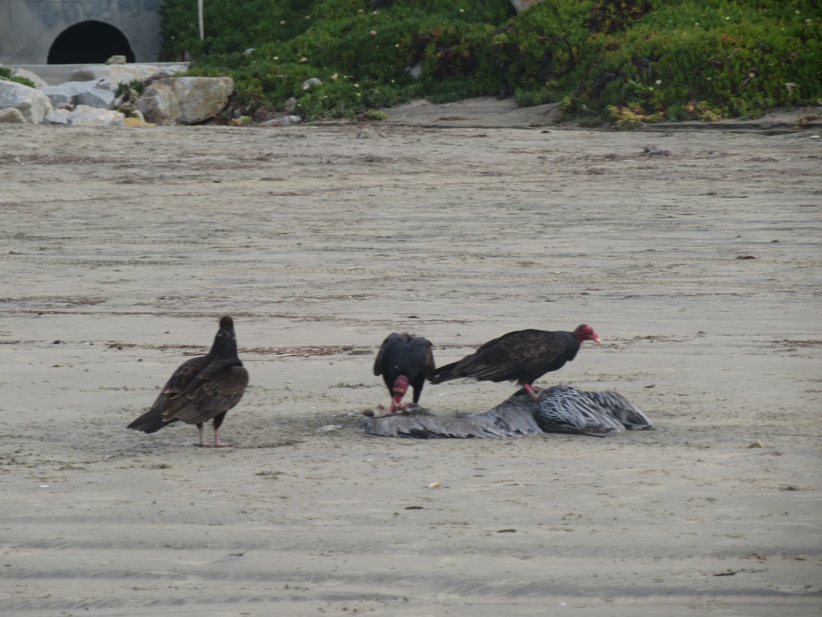 Turkey Vulture - ML350761651