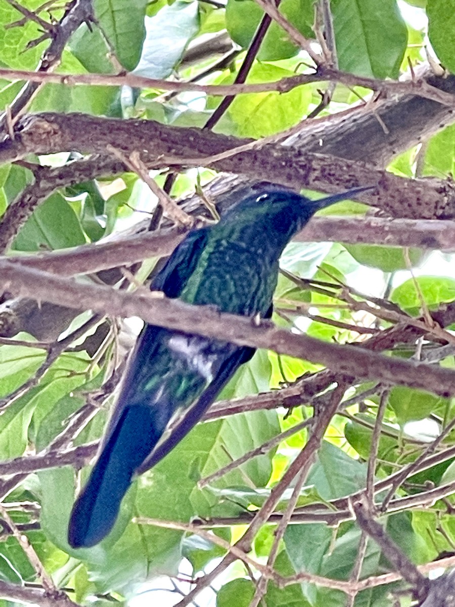 kolibřík tropický - ML350761691
