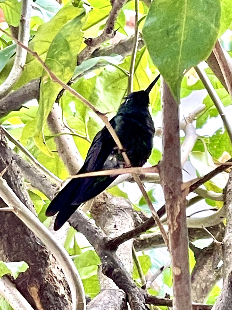 kolibřík tropický - ML350761731