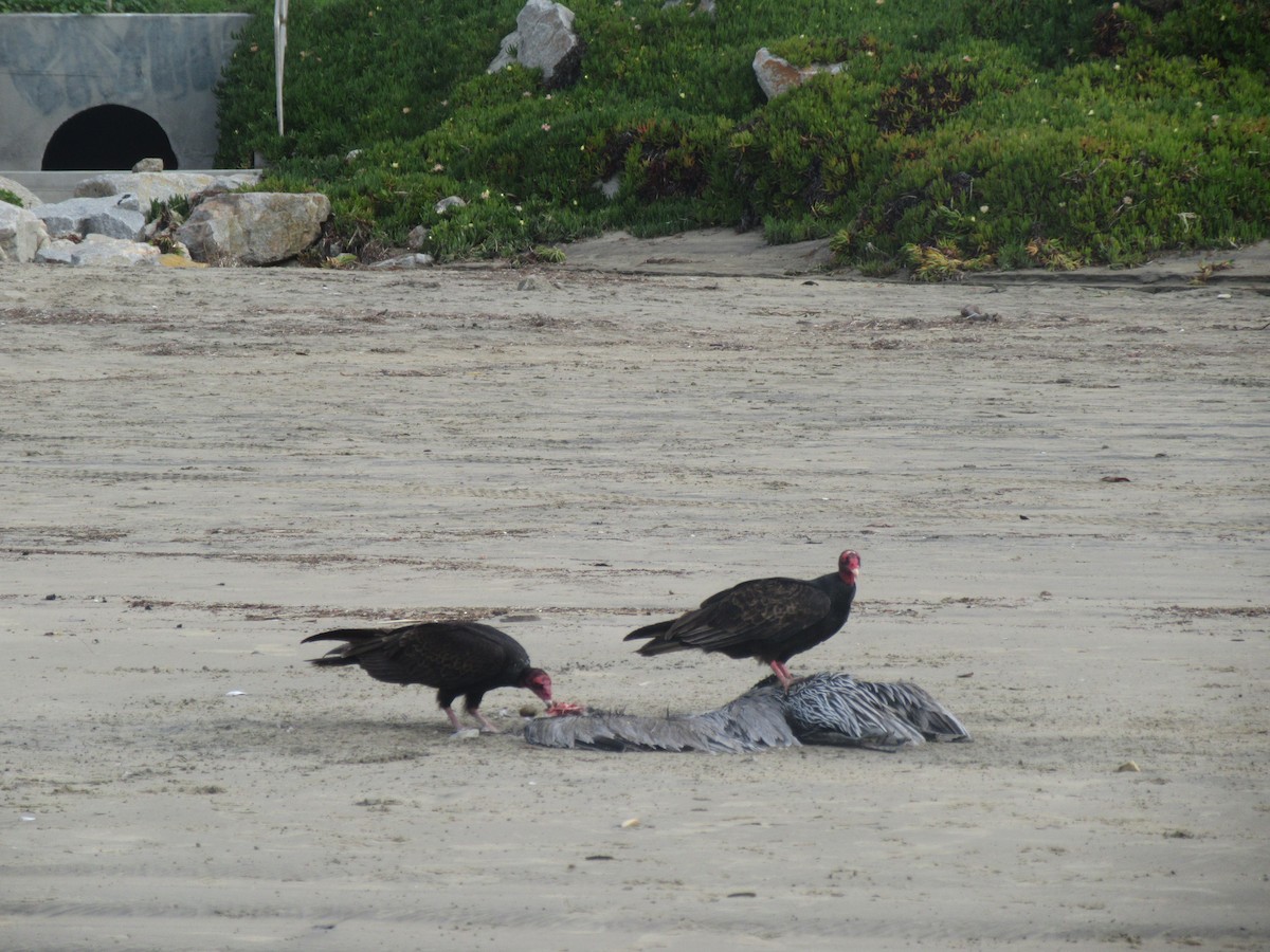 Turkey Vulture - ML350761771