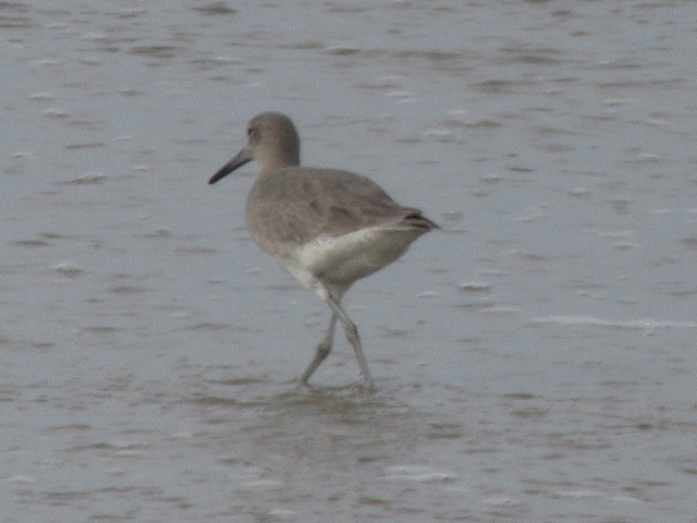 Willet - ML350761781