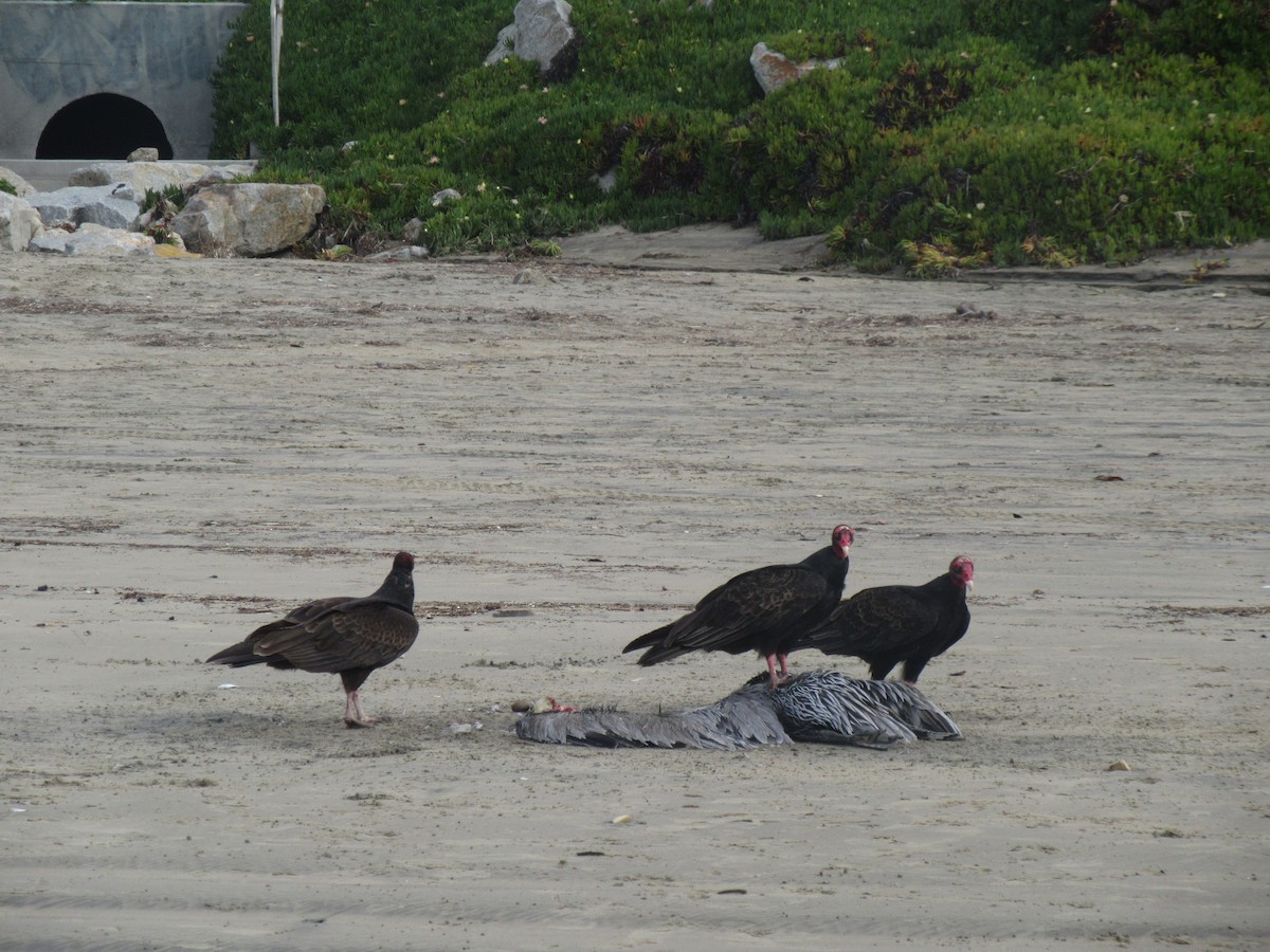 Turkey Vulture - ML350761841