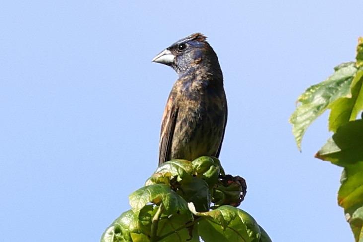 Blue Grosbeak - ML350761971