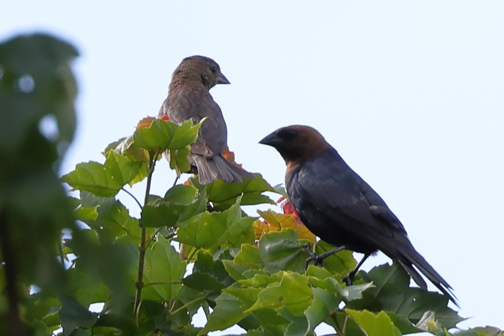 Brown-headed Cowbird - ML350762031