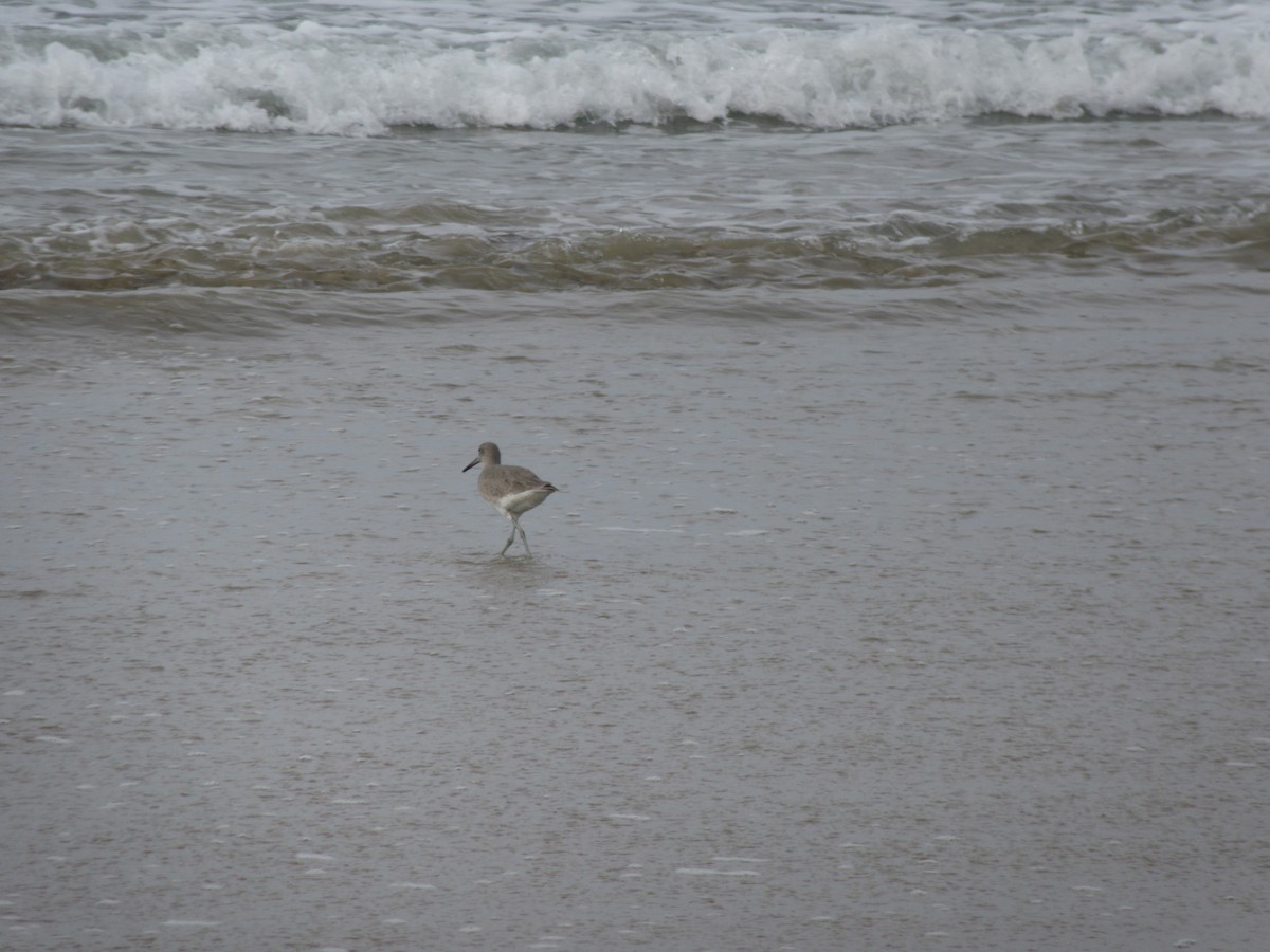 Willet - ML350762041