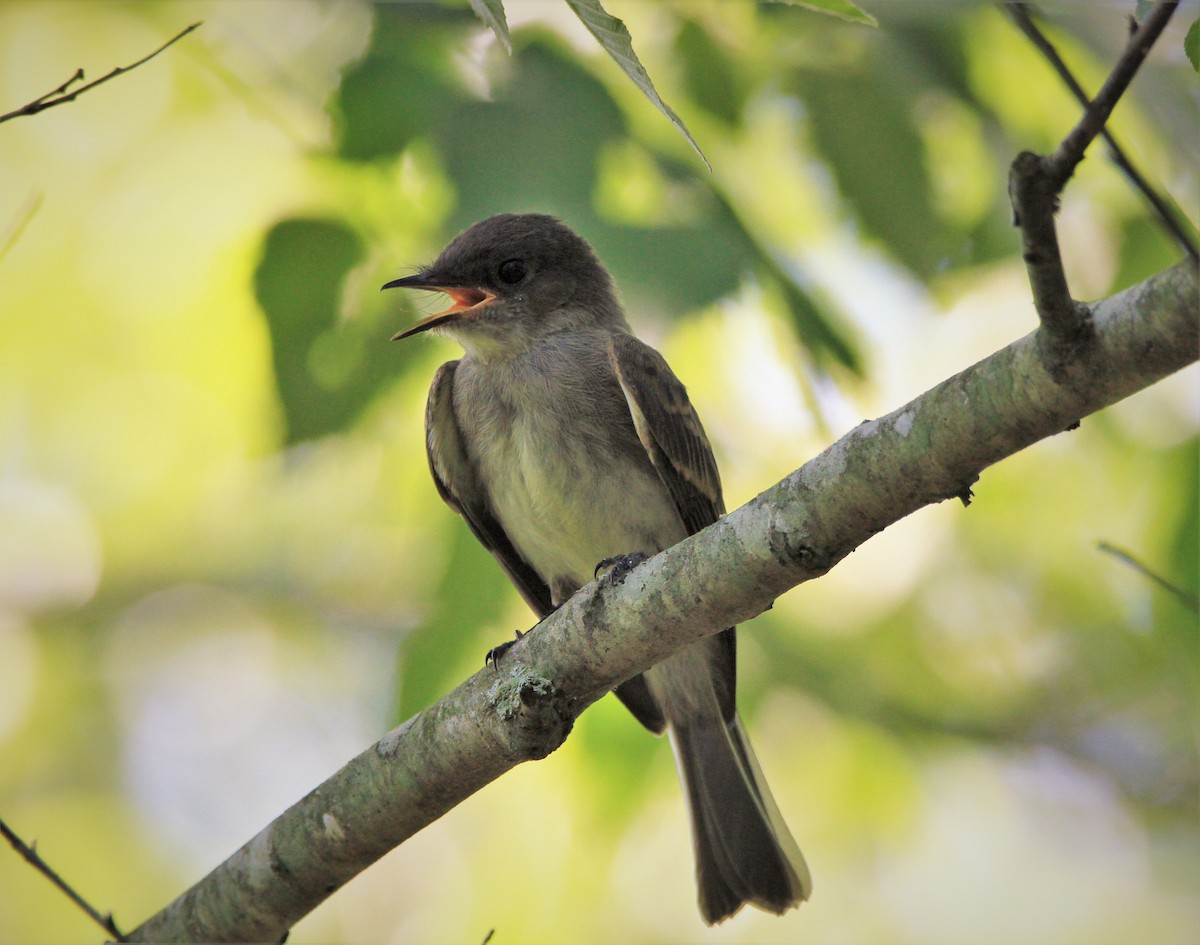 Eastern Phoebe - ML350762331