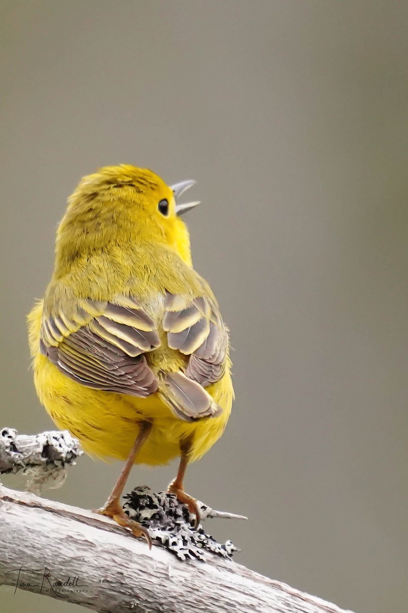 Yellow Warbler - Tina Randell 🐦