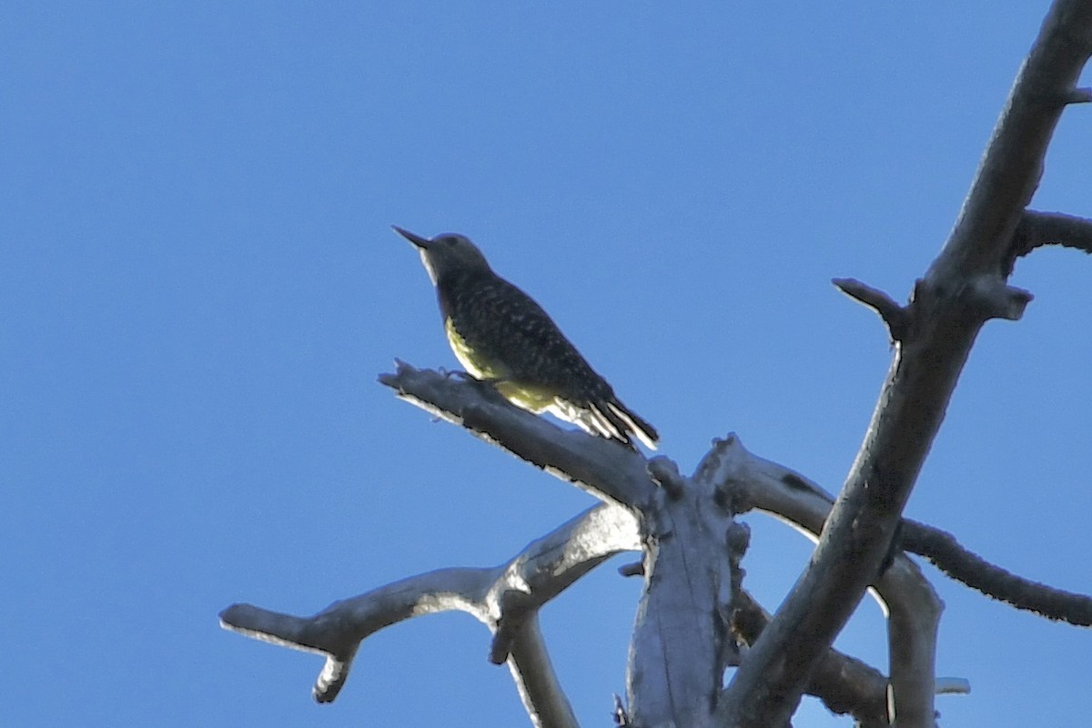 Williamson's Sapsucker - ML350763521