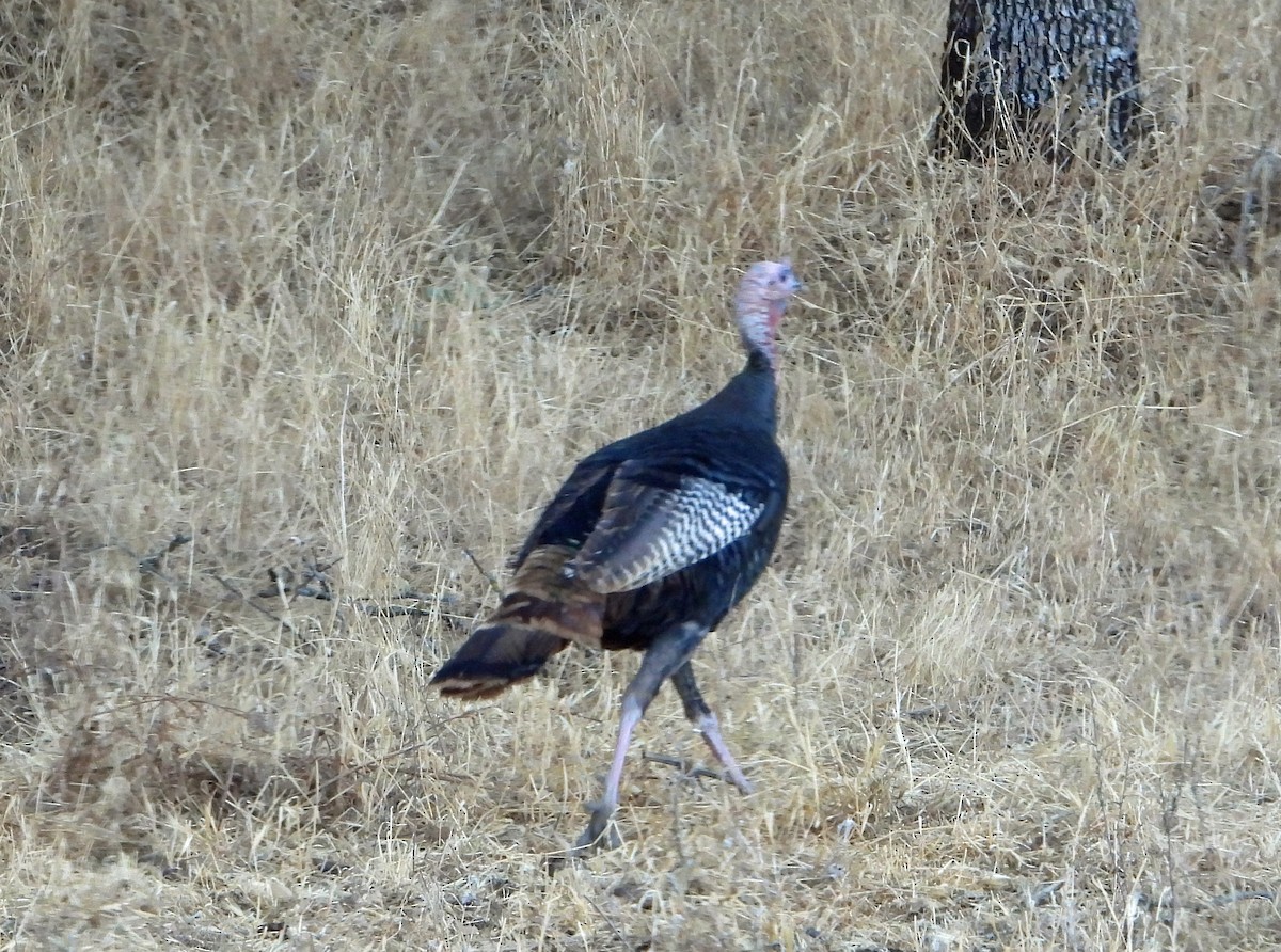 Wild Turkey - ML350763651