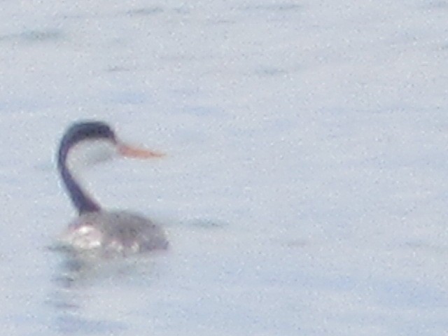 Clark's Grebe - ML350763721