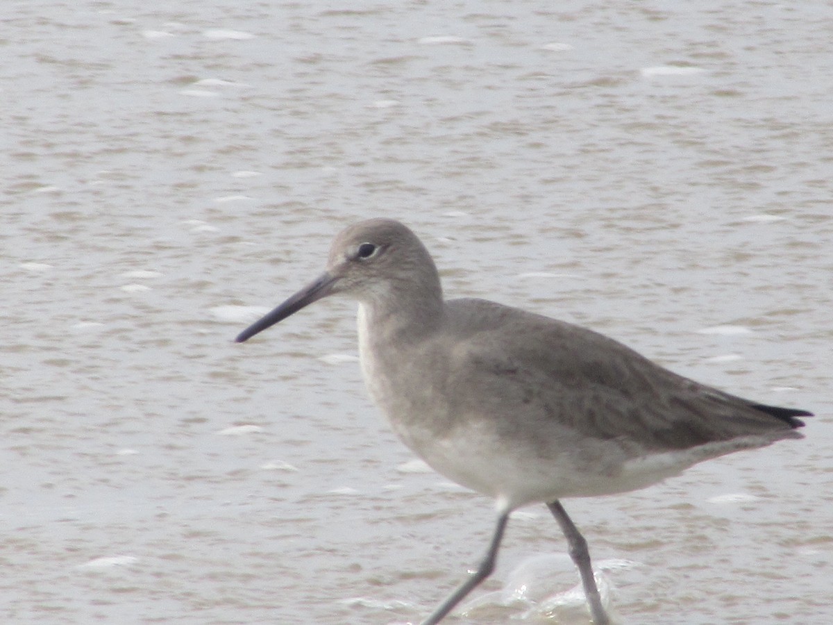 Willet - ML350763781
