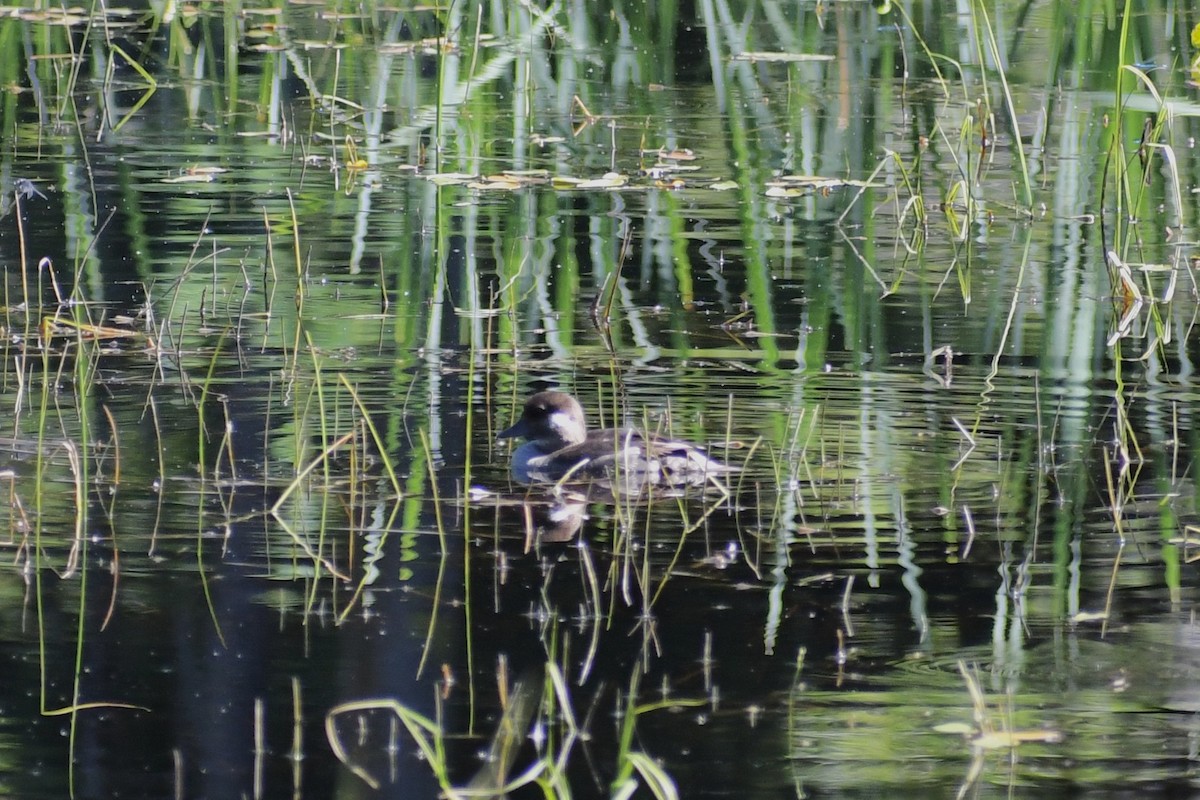 Bufflehead - ML350763801