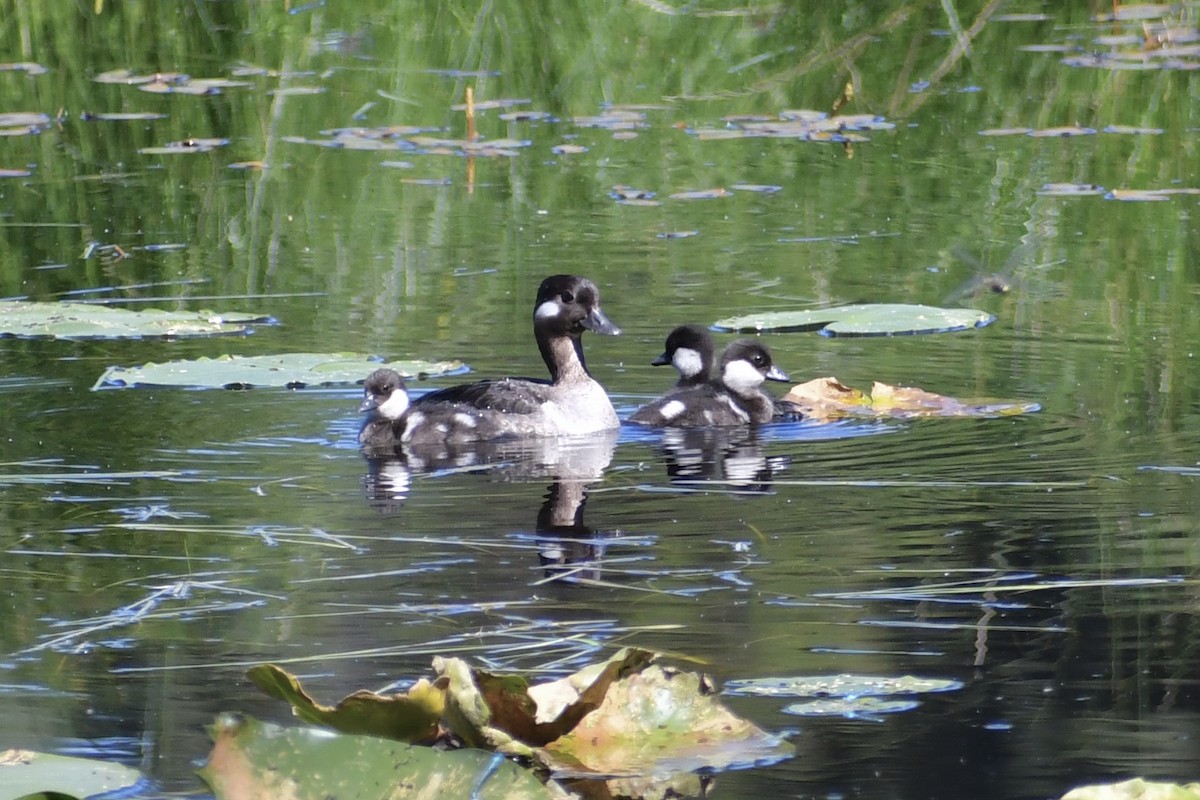 Bufflehead - ML350763821