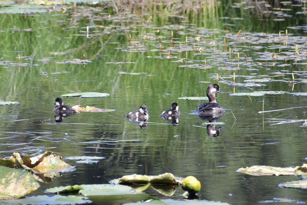 Bufflehead - ML350763871