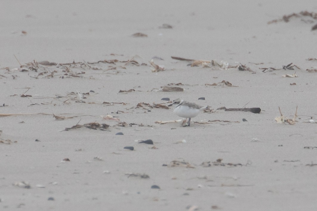Snowy Plover - ML350763981