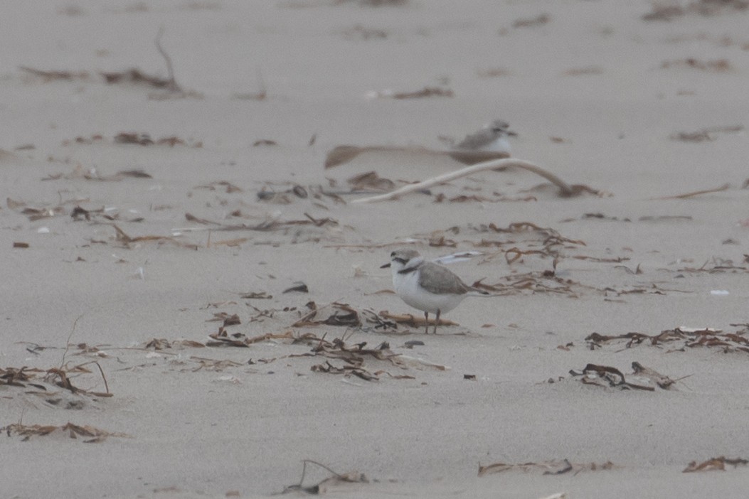 Snowy Plover - ML350763991
