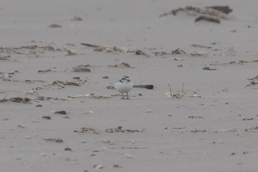 Snowy Plover - ML350764011