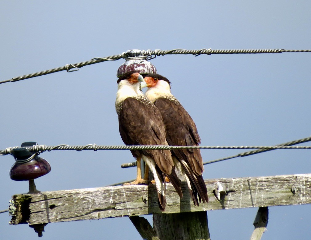 Crested Caracara (Northern) - ML350764361