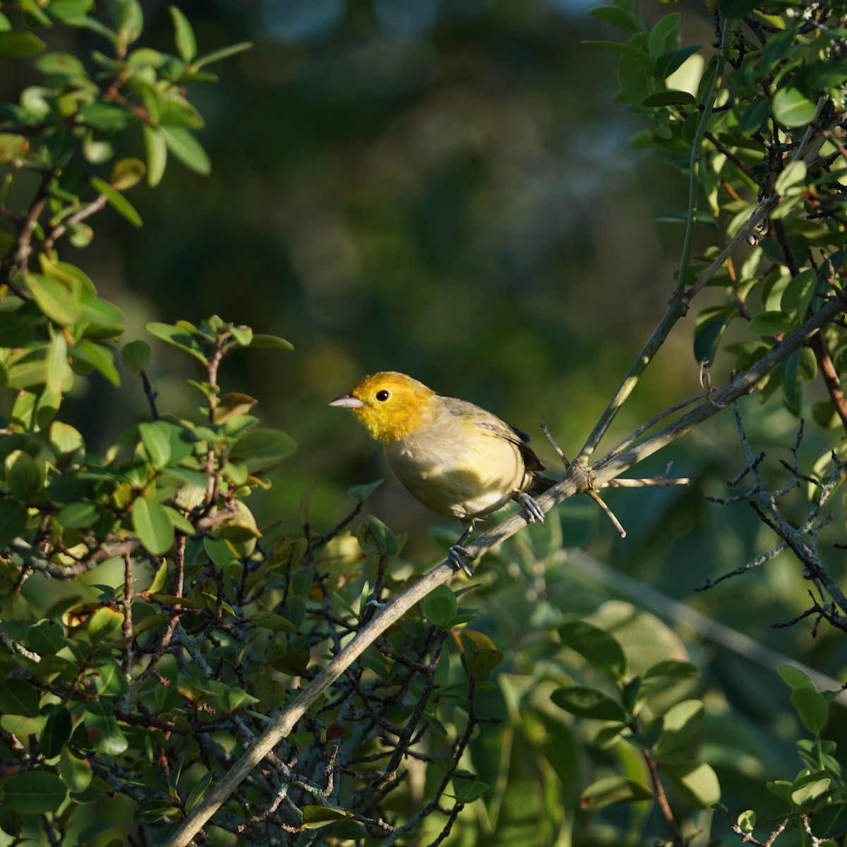 Orange-headed Tanager - ML350766031