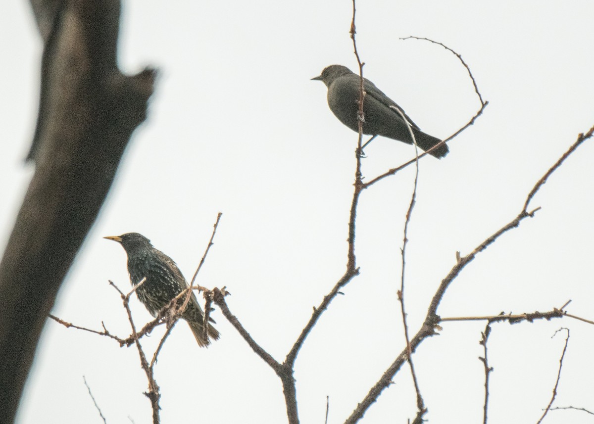 European Starling - ML350767321