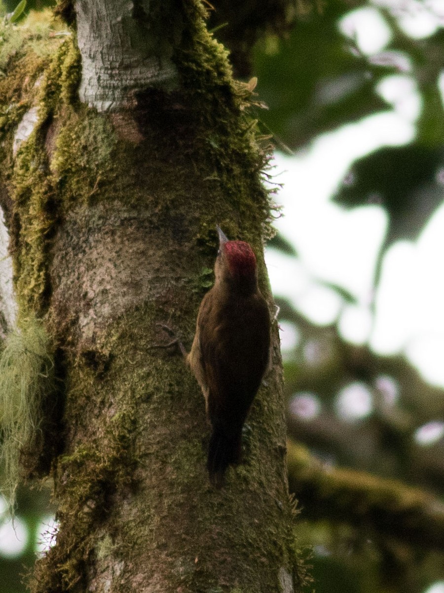 Smoky-brown Woodpecker - ML35076931