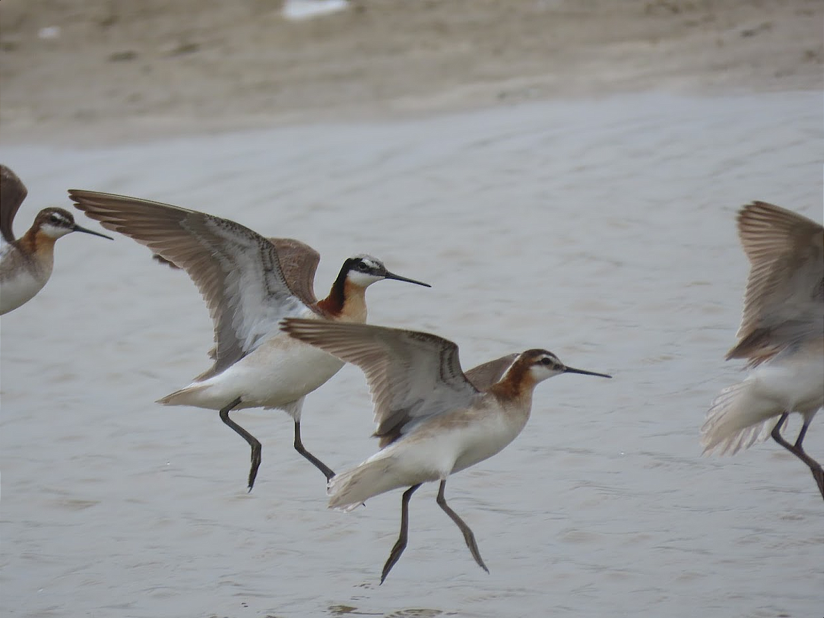 Phalarope de Wilson - ML350769481