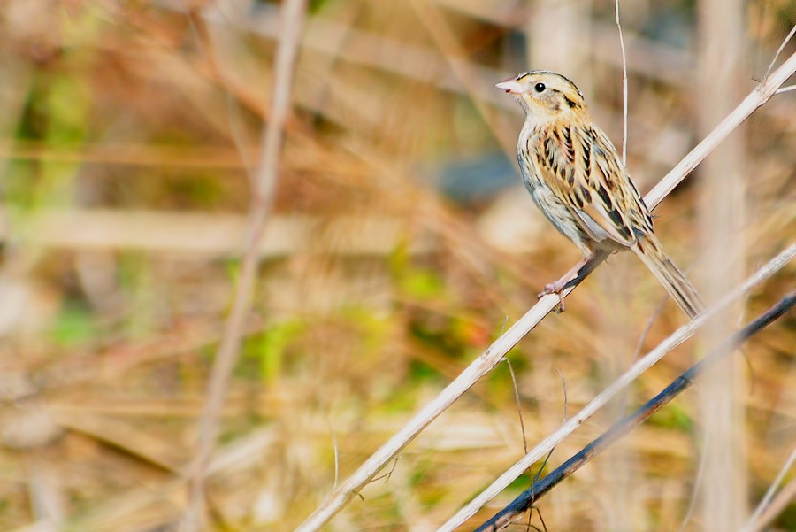 LeConte's Sparrow - ML35077041