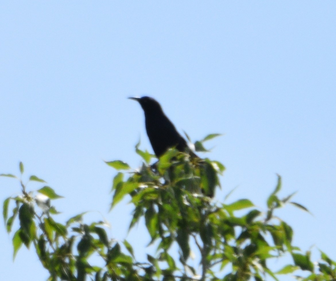 Great-tailed Grackle - ML350771131