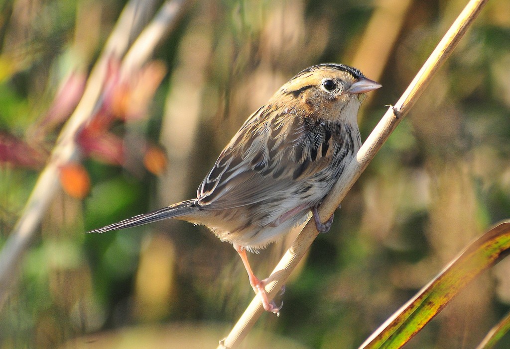 LeConte's Sparrow - ML35077131