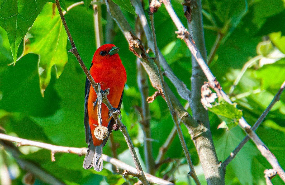 アカフウキンチョウ - ML350772211